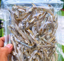 ปลาจิ้งจั้ง