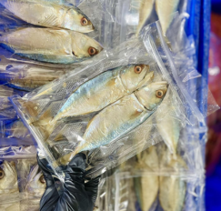 2323289923231400 (6) ปลาทู